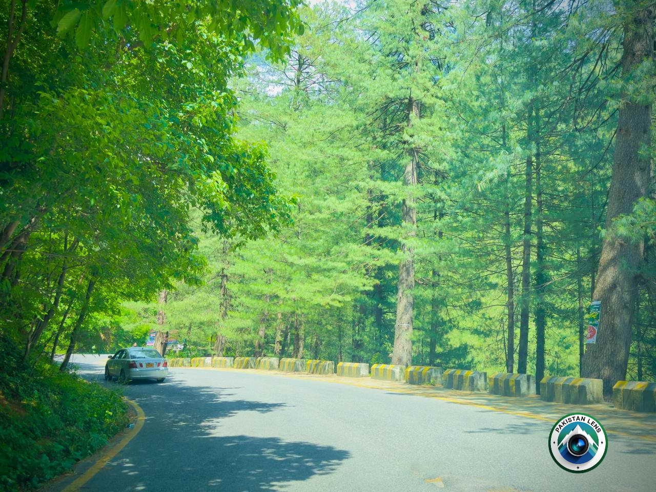 Green forest roadway in the Galiyat hills of Abbottabad Pakistan